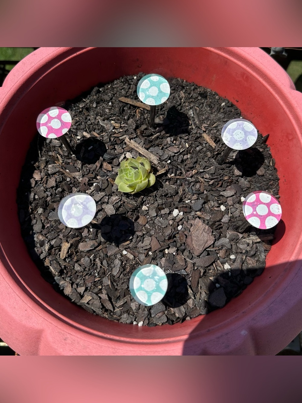 Handmade Handpainted Pastel garden/planter pot Mushrooms 6 piece